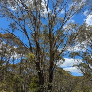 Eucalyptus camphora subsp. humeana at Micalong Gorge - 17 Nov 2023 12:33 PM