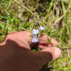 Veronica gracilis (Slender Speedwell) at Micalong Gorge - 17 Nov 2023 by Wildlifewarrior80