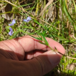 Veronica gracilis at Wee Jasper, NSW - 17 Nov 2023