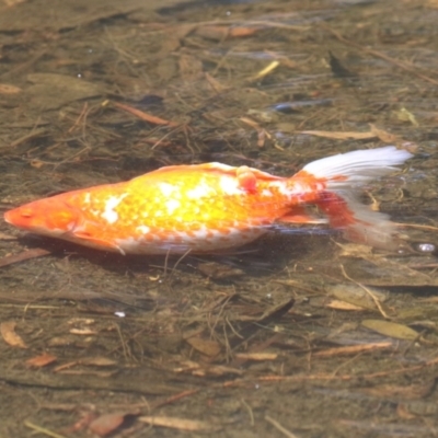 Carassius auratus (Goldfish) at Isabella Pond - 17 Nov 2023 by RodDeb