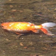 Carassius auratus at Isabella Pond - 17 Nov 2023 11:47 AM