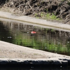 Carassius auratus at Isabella Pond - 17 Nov 2023 11:47 AM