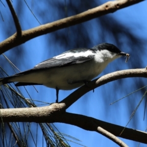 Lalage tricolor at Tuggeranong Creek to Monash Grassland - 17 Nov 2023