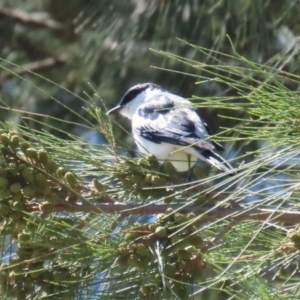 Lalage tricolor at Tuggeranong Creek to Monash Grassland - 17 Nov 2023