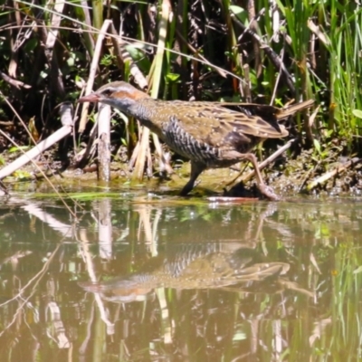 Gallirallus philippensis (Buff-banded Rail) at Isabella Pond - 17 Nov 2023 by RodDeb