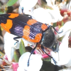 Castiarina thomsoni (A jewel beetle) at Tinderry, NSW - 16 Nov 2023 by Harrisi