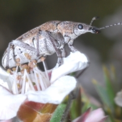 Pachyura australis (Belid weevil) at Tinderry Mountains - 16 Nov 2023 by Harrisi