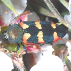 Castiarina sexplagiata (Jewel beetle) at Tinderry, NSW - 16 Nov 2023 by Harrisi