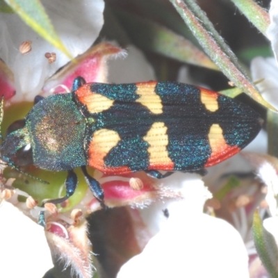 Castiarina sexplagiata (Jewel beetle) at Tinderry, NSW - 16 Nov 2023 by Harrisi