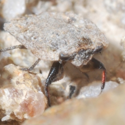 Nerthra sp. (genus) (Toad Bug) at Tinderry Mountains - 16 Nov 2023 by Harrisi