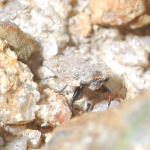 Nerthra sp. (genus) at Tinderry Mountains - 16 Nov 2023 03:59 PM