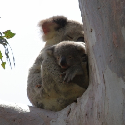 Phascolarctos cinereus (Koala) at Cleveland, QLD - 17 Nov 2023 by TimL