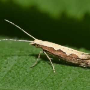 Plutella xylostella at QPRC LGA - suppressed