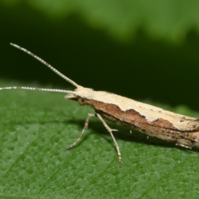Plutella xylostella (Diamondback Moth) at QPRC LGA - 17 Nov 2023 by DianneClarke