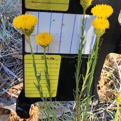 Rutidosis leptorhynchoides (Button Wrinklewort) at Kingston, ACT - 17 Nov 2023 by Steve818