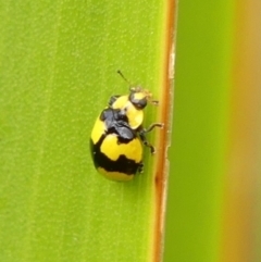 Illeis galbula (Fungus-eating Ladybird) at Wingecarribee Local Government Area - 15 Nov 2023 by Curiosity