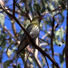 Oriolus sagittatus (Olive-backed Oriole) at Higgins, ACT - 16 Nov 2023 by Trevor