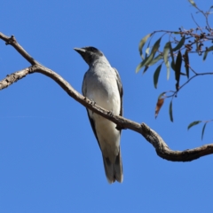 Coracina novaehollandiae (Black-faced Cuckooshrike) at Higgins, ACT - 16 Nov 2023 by Trevor