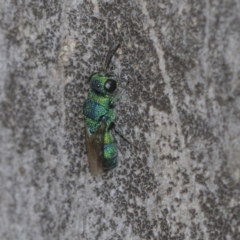 Chrysididae (family) (Cuckoo wasp or Emerald wasp) at Higgins Woodland - 16 Nov 2023 by AlisonMilton