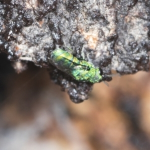 Chrysididae (family) at Higgins Woodland - 16 Nov 2023