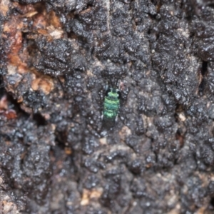 Chrysididae (family) at Higgins Woodland - 16 Nov 2023 02:42 PM