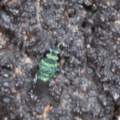 Chrysididae (family) at Higgins Woodland - 16 Nov 2023 02:42 PM