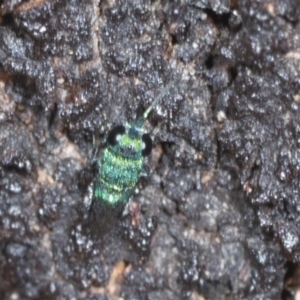 Chrysididae (family) at Higgins Woodland - 16 Nov 2023