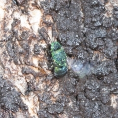 Chrysididae (family) at Higgins Woodland - 16 Nov 2023 02:42 PM