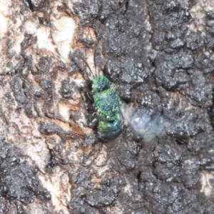 Chrysididae (family) at Higgins Woodland - 16 Nov 2023 02:42 PM