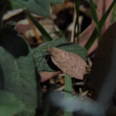 Garrha (genus) (A concealer moth) at Higgins, ACT - 17 Nov 2023 by Trevor