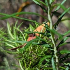 Ecnolagria sp. (genus) at Namadgi National Park - 17 Nov 2023