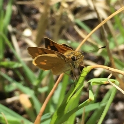 Ocybadistes walkeri (Green Grass-dart) at Aranda, ACT - 2 Feb 2021 by Jubeyjubes