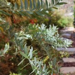 Acacia covenyi (Blue Bush) at Fadden, ACT - 17 Nov 2023 by jac