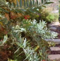 Acacia covenyi (Blue Bush) at Fadden, ACT - 16 Nov 2023 by jac