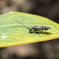 Apocrita (suborder) (Unidentified wasp) at Aranda, ACT - 5 Aug 2021 by Jubeyjubes