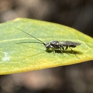 Apocrita (suborder) at Aranda, ACT - 5 Aug 2021