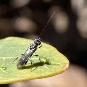 Apocrita (suborder) at Aranda, ACT - 5 Aug 2021