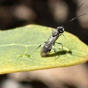 Apocrita (suborder) at Aranda, ACT - 5 Aug 2021