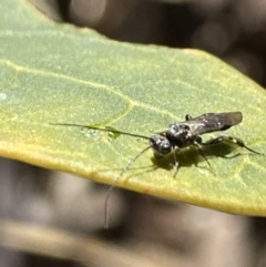 Apocrita (suborder) at Aranda, ACT - 5 Aug 2021