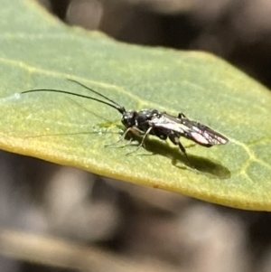 Apocrita (suborder) at Aranda, ACT - 5 Aug 2021