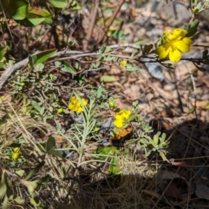 Hibbertia obtusifolia at Namadgi National Park - 17 Nov 2023 11:30 AM