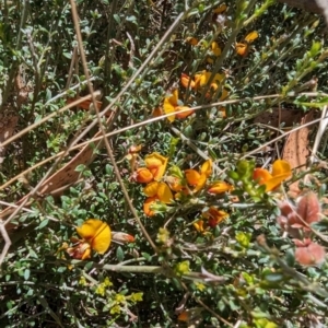 Mirbelia oxylobioides at Namadgi National Park - 17 Nov 2023 11:40 AM