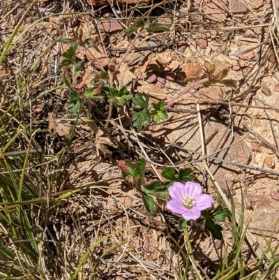 Geranium (genus) (Geranium) at Namadgi National Park - 17 Nov 2023 by drbb