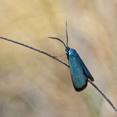 Pollanisus (genus) (A Forester Moth) at Stromlo, ACT - 6 Nov 2023 by Kenp12