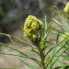 Araneinae (subfamily) (Orb weaver) at Namadgi National Park - 17 Nov 2023 by drbb