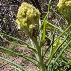 Araneinae (subfamily) at Namadgi National Park - 17 Nov 2023 11:44 AM