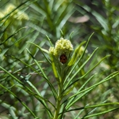 Hippodamia variegata at Namadgi National Park - 17 Nov 2023 11:46 AM