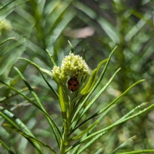 Hippodamia variegata at Namadgi National Park - 17 Nov 2023