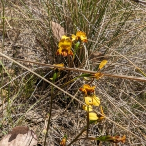 Diuris semilunulata at Namadgi National Park - 17 Nov 2023