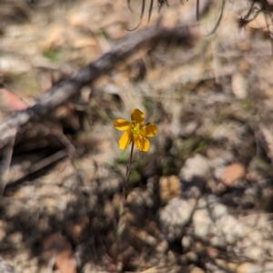 Hypericum gramineum at Namadgi National Park - 17 Nov 2023